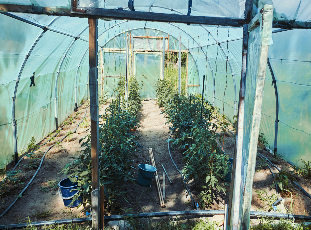 greenhouse, ioana birdu